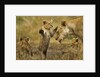 Lion Cub Greeting by Anonymous