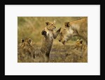 Lion Cub Greeting by Anonymous