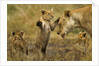 Lion Cub Greeting by Anonymous