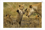 Lion Cub Greeting by Anonymous