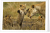 Lion Cub Greeting by Anonymous