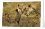 Lion Cub Greeting by Anonymous
