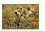 Lion Cub Greeting by Anonymous