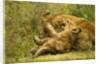 Lioness cleaning her cub by Anonymous