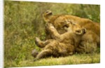 Lioness cleaning her cub by Anonymous