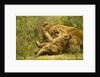 Lioness cleaning her cub by Anonymous