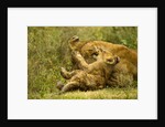 Lioness cleaning her cub by Anonymous
