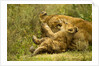 Lioness cleaning her cub by Anonymous