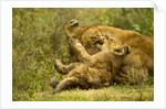 Lioness cleaning her cub by Anonymous