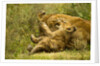 Lioness cleaning her cub by Anonymous