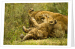 Lioness cleaning her cub by Anonymous