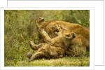 Lioness cleaning her cub by Anonymous