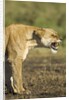 Snarling Lioness by Anonymous