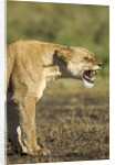 Snarling Lioness by Anonymous