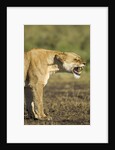 Snarling Lioness by Anonymous