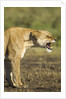 Snarling Lioness by Anonymous