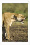 Snarling Lioness by Anonymous