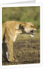Snarling Lioness by Anonymous