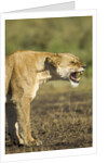 Snarling Lioness by Anonymous