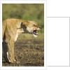 Snarling Lioness by Anonymous
