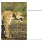 Snarling Lioness by Anonymous