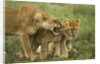 Lioness snarling at cubs by Anonymous