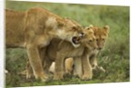 Lioness snarling at cubs by Anonymous