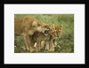 Lioness snarling at cubs by Anonymous