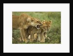 Lioness snarling at cubs by Anonymous