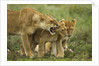 Lioness snarling at cubs by Anonymous