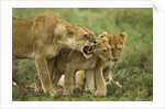 Lioness snarling at cubs by Anonymous