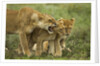 Lioness snarling at cubs by Anonymous