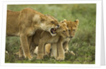 Lioness snarling at cubs by Anonymous