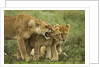 Lioness snarling at cubs by Anonymous