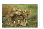 Lioness snarling at cubs by Anonymous