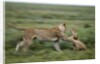 Lions playing by Anonymous