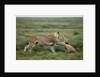 Lions playing by Anonymous