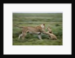 Lions playing by Anonymous