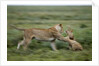 Lions playing by Anonymous