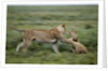 Lions playing by Anonymous