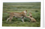 Lions playing by Anonymous