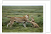 Lions playing by Anonymous