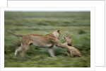 Lions playing by Anonymous