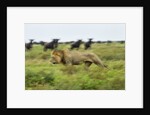 Lion and Wildebeest Herd by Anonymous
