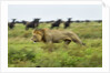 Lion and Wildebeest Herd by Anonymous