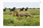 Lion and Wildebeest Herd by Anonymous