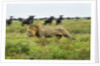 Lion and Wildebeest Herd by Anonymous