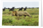 Lion and Wildebeest Herd by Anonymous