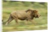 Lion walking on Savanna by Anonymous