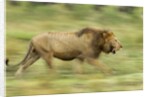 Lion walking on Savanna by Anonymous